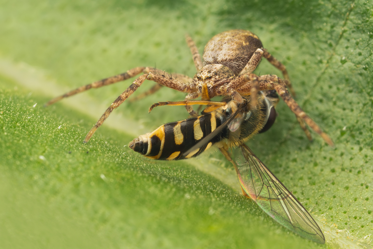 Spider and Hoverfly 2